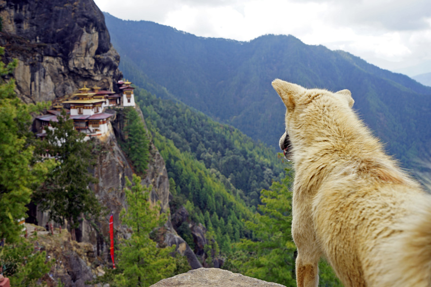 Tiger's Nest Monastery - Paro Bhutan