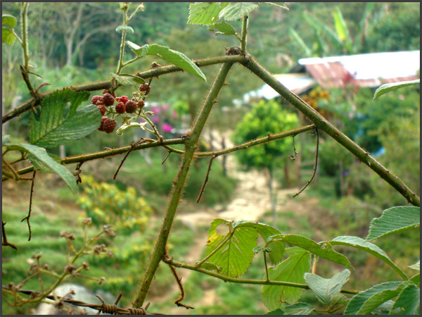 Mora Tree in Cisneros, Antioquia, Colombia