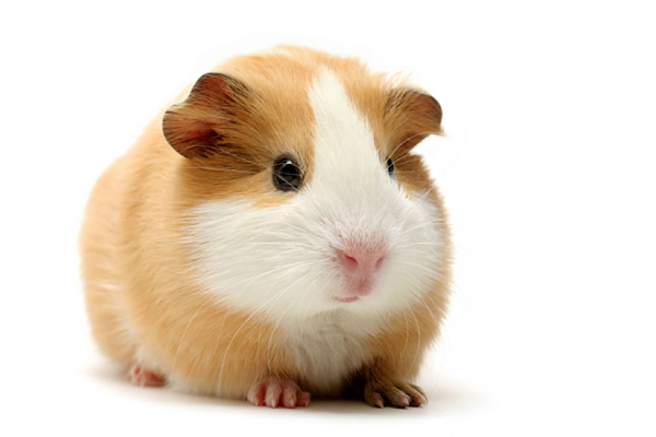 Guinea Pig or Cuy