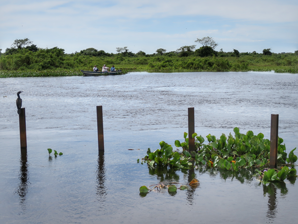 Fishing in The Pantanal Wetlands of Mato Grosso do Sul, Brazil