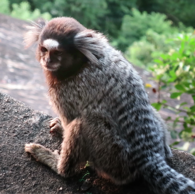 Marmoset in Rio de Janeiro