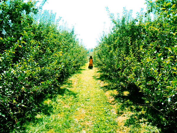 Apple Season in Upstate New York