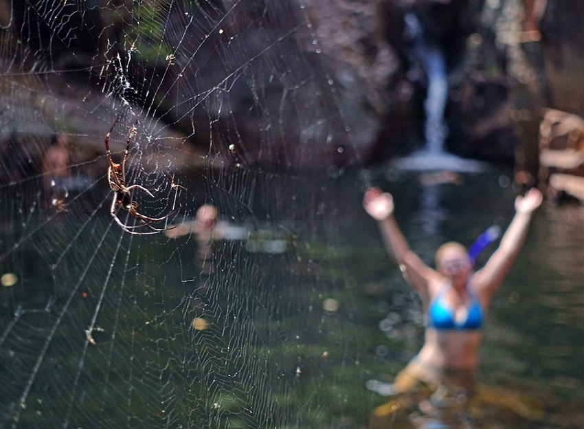 Australian Outback - Spider