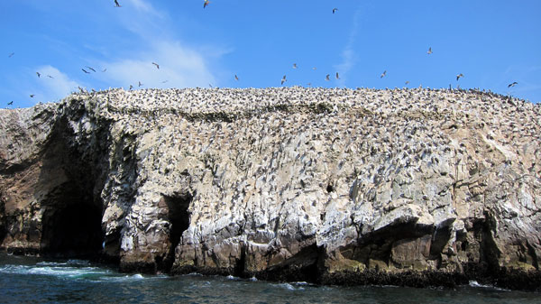 Tour the Ballestas Islands in Paracas Peru