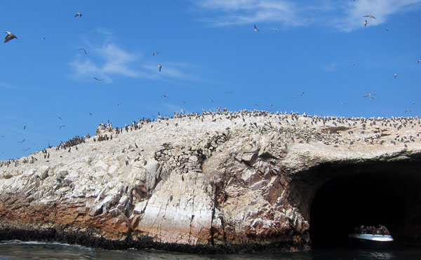 Tour the Ballestas Islands in Paracas Peru