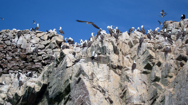 Tour the Ballestas Islands in Paracas Peru Boobies