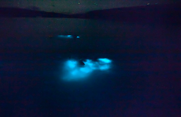 Bioluminescent Bay of Vieques Island, Puerto Rico