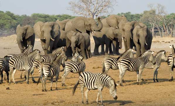 Botswana Safari