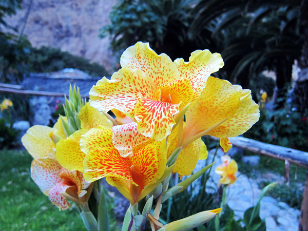 Colca Canyon Oasis - Flower Power