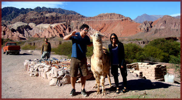 Llama in Cafayate, Argentina