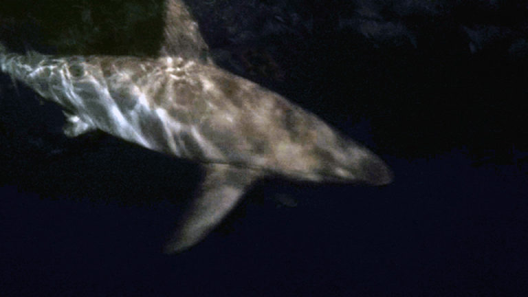 Great Barrier Reef - Night Diving with Sharks