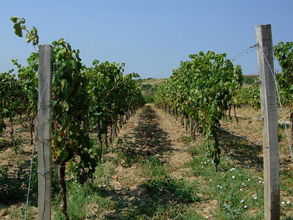 The Barossa Valley in Australia