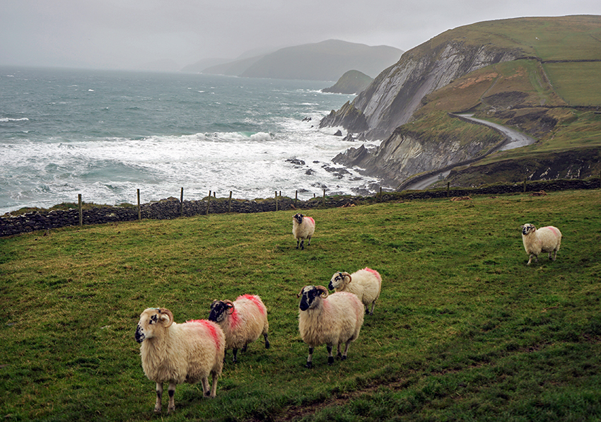 Ireland Road Trip - Slea Head Drive