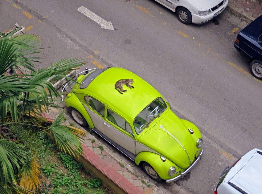 Cats in Istanbul