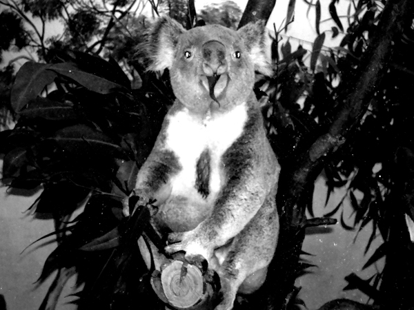 San Diego Zoo - Koala Bear