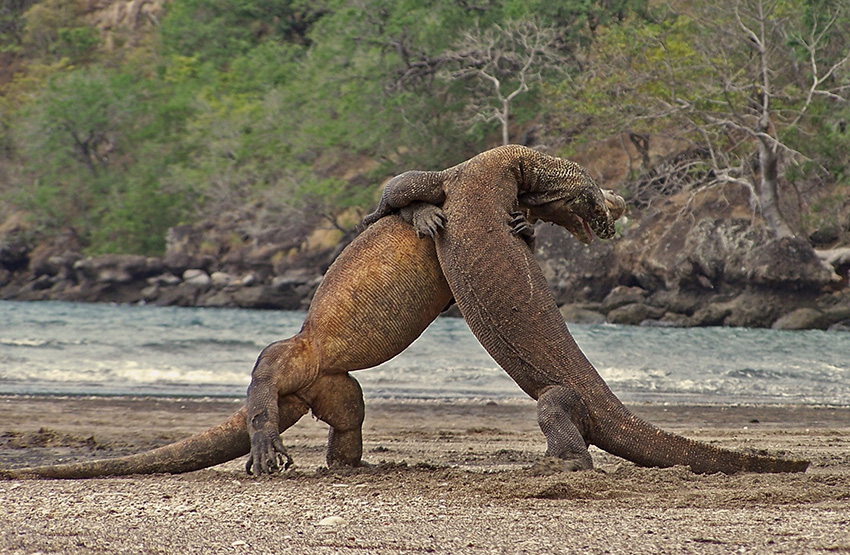 Komodo, Indonesia