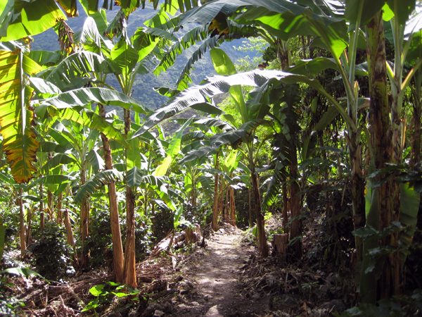 Inca Jungle Trail to Machu Picchu - Hiking Day 2