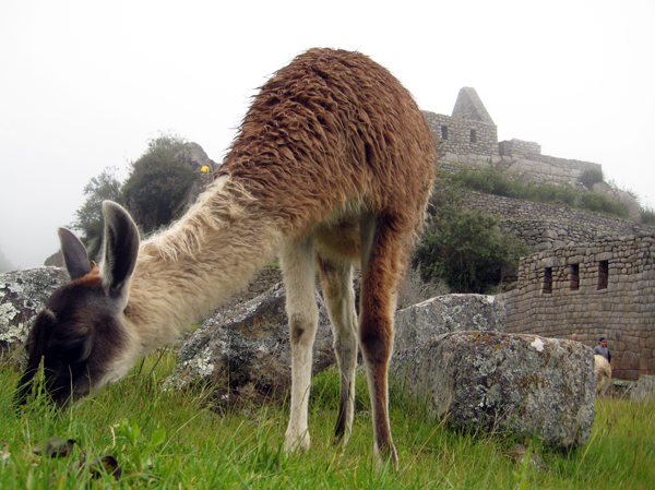 Incan Llamas at Machu Picchu