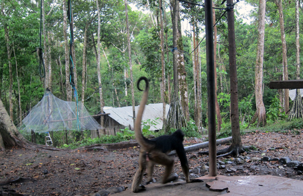 Paseo Los Monos - Monkey Rescue Center - Puyo, Ecuador