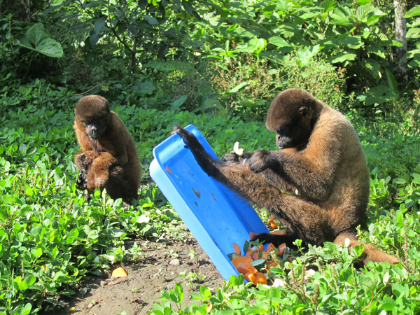 Paseo Los Monos - Monkey Rescue Center - Puyo, Ecuador