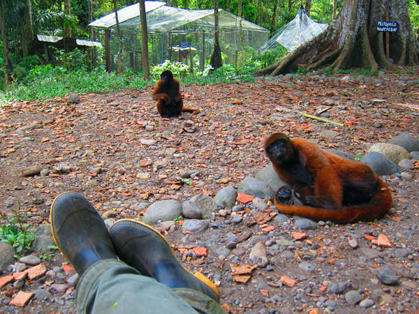 Paseo Los Monos - Monkey Rescue Center - Puyo, Ecuador