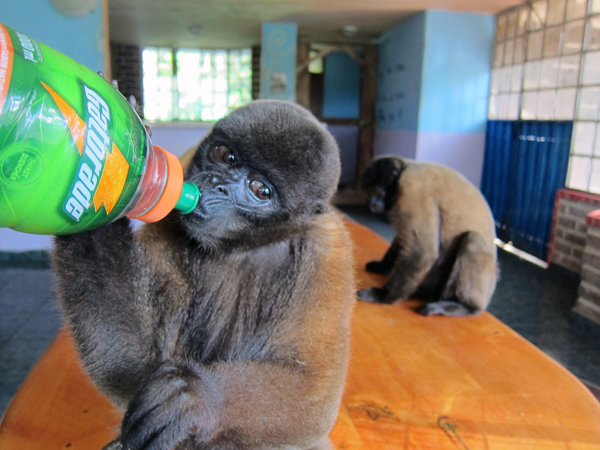 Paseo Los Monos - Monkey Rescue Center - Puyo, Ecuador