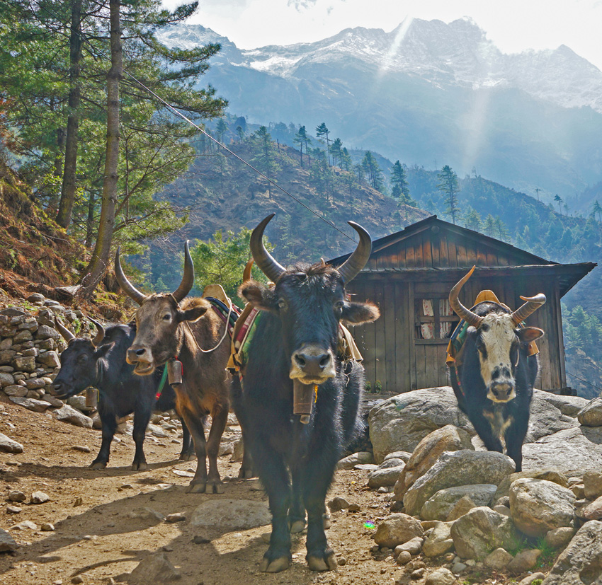 Mt Everest Base Camp Trek - Yaks