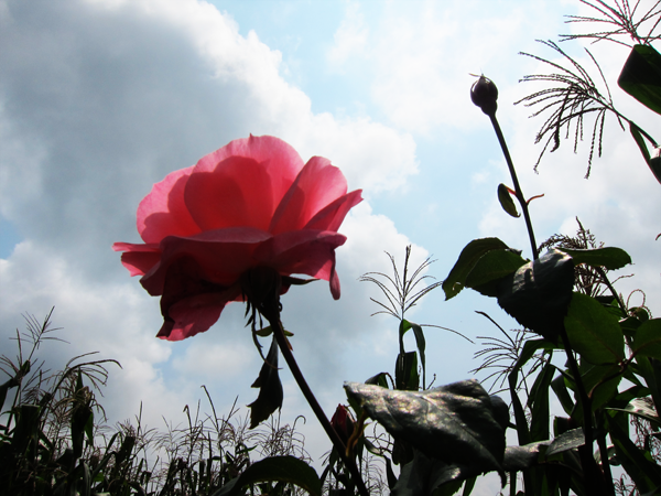 A beautiful rose in a corn field