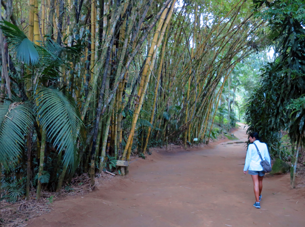 Paraty - Paraty Waterfalls - Pedra Branca