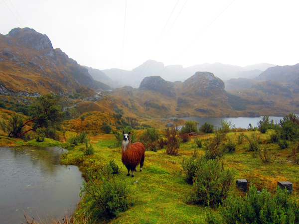 El Cajas National Park Azuay Ecuador