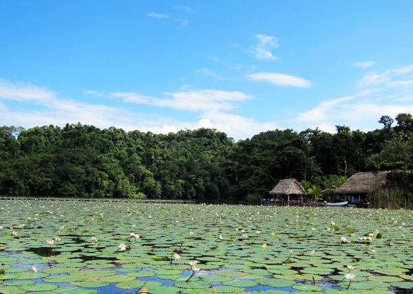 Lily pad lagoon on Rio Dulce Guatemala