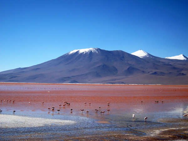 Flamingos grazing in Laguna Colorado on our Salar de Uyuni Tour in Bolivia