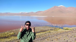 Pink Flamingos on Laguna Colorado at Salar de Uyuni Tour in Bolivia