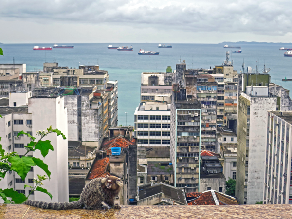 Salvador Brazil Marmoset