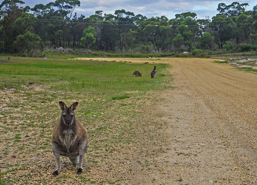 Things to do in Tasmania - Freycinet Scenic Flight