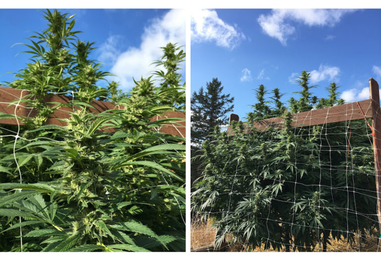 Things to do in Southern Oregon Medical Marijuana Farm