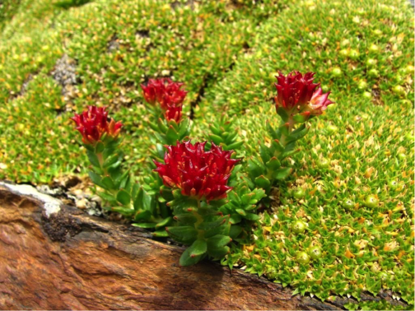 Plants in Tibet