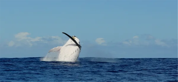 Explore the Outdoors in the Margaret River with Whale Watching