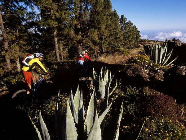 Garajonay La Gomera Canary Islands, Spain