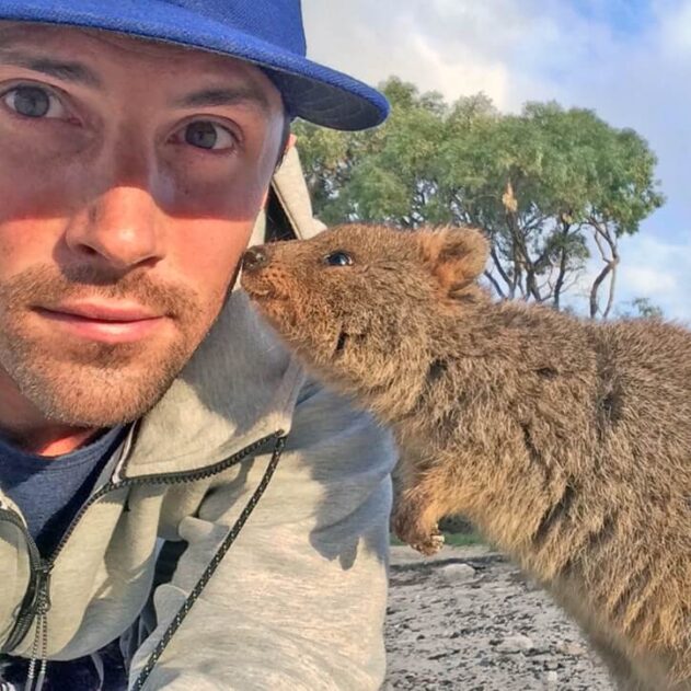 Rottnest Island Quokka